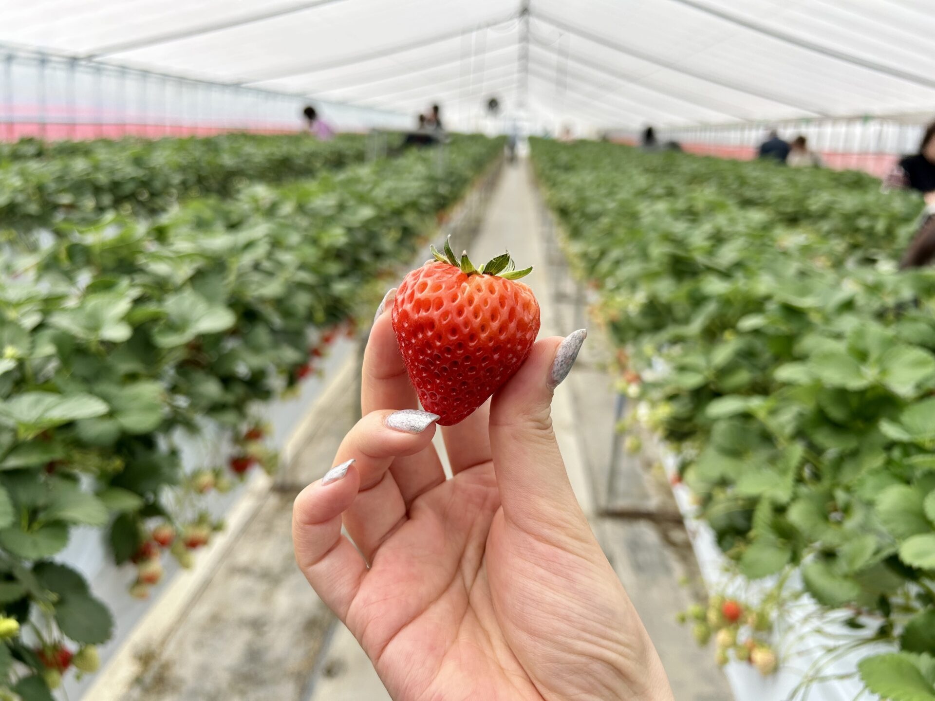 【イベントレポート】4/18(土)-19(日)一泊二日「銀座『THE NIIGATA』発バスツアー 第３弾　旬のブランドいちご「越後姫」と食材の宝庫 新潟美食旅 ／ THE NIIGATA: Meet the People Vol.30」に行ってきました！